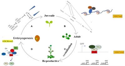 LEAFY COTYLEDONs: Connecting different stages of plant development